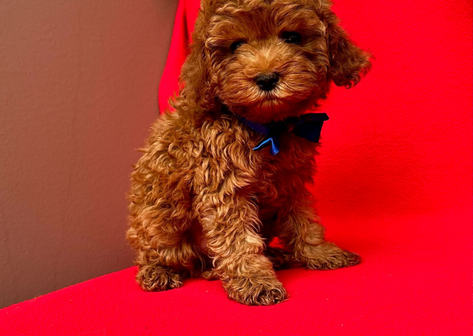 Safkan Toy Poodle Yavrularımız